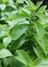 Stevia - Image 2